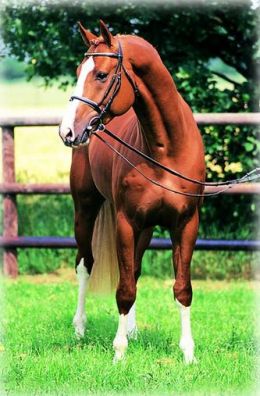 Showjumping Stallion Couleur Rubin (Cordalme Z x Grannus)